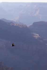 Gran Canyon vienna lifestyle blog