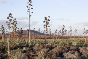 fuerteventura - canary Island