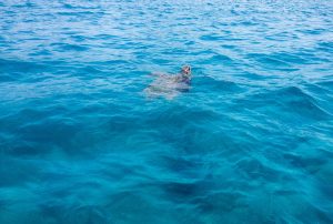 Caretta caretta Turtles Marathonissi - Top things to do in zakynthos © valentina burigo