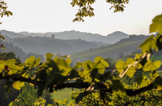 Südsteirische Weinstrasse gut Pösnnitzberg